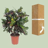 Codiaeum Magnifique (Croton Magnifique) - Ø27cm - ↕110cm Everspring
