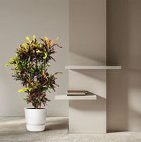 Codiaeum Mammi vertakt - 120 cm - ø31 - GREEN OASIS - SHOP