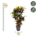 Codiaeum Mammi vertakt - 120 cm - ø31 - GREEN OASIS - SHOP