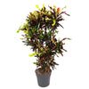 Codiaeum Mammi vertakt - 120 cm - ø31 - GREEN OASIS - SHOP