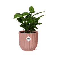 Coffea Arabica + pot ELHO Vibes Fold 14 cm rose - GREEN OASIS - SHOP