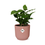 Coffea Arabica + pot ELHO Vibes Fold 14 cm rose - GREEN OASIS - SHOP
