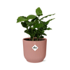 Coffea Arabica + pot ELHO Vibes Fold 14 cm rose - GREEN OASIS - SHOP