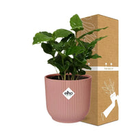 Coffea Arabica + pot ELHO Vibes Fold 14 cm rose - GREEN OASIS - SHOP