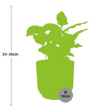 Coffea Arabica + pot ELHO Vibes Fold 14 cm rose - GREEN OASIS - SHOP