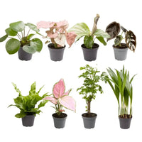 Coffret surprise de bébés plantes - Ø6cm - ↕5cm - x8 - GREEN OASIS - SHOP