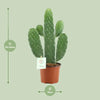 Console Opuntia Rubescens - Ø12cm - ↕35cm Everspring
