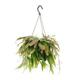 Corail rouge Rhipsalis - Ø17cm - ↕25cm Everspring
