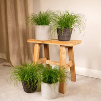 Cyperus Alternifolius (Herbe à chat) - 4 pièces - Ø12cm - ↕20cm Everspring