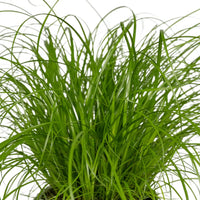 Cyperus Alternifolius (Herbe à chat) - 4 pièces - Ø12cm - ↕20cm Everspring