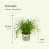 Cyperus Alternifolius (Herbe à chat) - 4 pièces - Ø12cm - ↕20cm Everspring