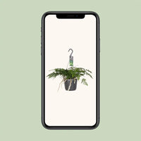 Davallia Bullata - Ø17cm - ↕30cm Everspring