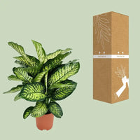 Dieffenbachia Camilla - Ø21cm - ↕75cm Everspring