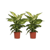Dieffenbachia Mars - 2 pièces - Ø17cm - ↕50cm - GREEN OASIS - SHOP