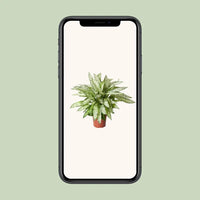 Dieffenbachia Vésuve - Ø27cm - ↕80cm Everspring