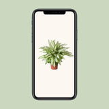 Dieffenbachia Vésuve - Ø27cm - ↕80cm Everspring