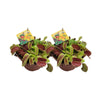 Dionaea Muscipula - 2 pièces - Ø12cm - ↕12cm - GREEN OASIS - SHOP