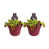 Dionaea Muscipula - 2 pièces - Ø12cm - ↕12cm - GREEN OASIS - SHOP Plantes vertes originales livrées à votre domicile