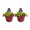 Dionaea Muscipula - 2 pièces - Ø12cm - ↕12cm - GREEN OASIS - SHOP Plantes vertes originales livrées à votre domicile