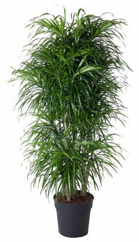 Dracaena Anita vertakt - 160 cm - ø34 Everspring
