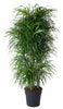 Dracaena Anita vertakt - 160 cm - ø34 Everspring