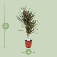 Dracaena bicolore - Ø17cm - ↕75cm Everspring