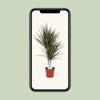 Dracaena bicolore - Ø17cm - ↕75cm Everspring