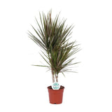 Dracaena bicolore - Ø17cm - ↕75cm Everspring