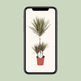 Dracaena bicolore - Ø21cm - ↕95cm Everspring