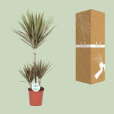 Dracaena bicolore - Ø21cm - ↕95cm Everspring