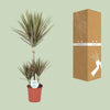 Dracaena bicolore - Ø21cm - ↕95cm Everspring