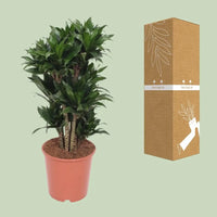 Dracaena Compacta - Ø24cm - ↕80cm Everspring