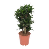 Dracaena Compacta - Ø24cm - ↕80cm Everspring