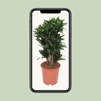 Dracaena Compacta - Ø24cm - ↕80cm Everspring