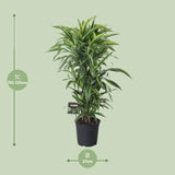 Dracaena Fragrans Citron Lime - Ø27cm - ↕120cm Everspring