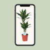 Dracaena Janet Lind - Ø17cm - ↕70cm Everspring