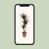 Dracaena Magenta - Ø21cm - ↕120cm Everspring