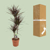 Dracaena Magenta - Ø21cm - ↕120cm Everspring