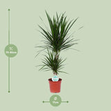 Dracaena Marginata - Ø17cm - ↕75cm Everspring
