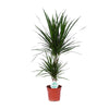 Dracaena Marginata - Ø17cm - ↕75cm Everspring
