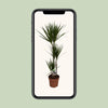 Dracaena Marginata - Ø21cm - ↕120cm Everspring