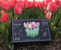 🌷 Dutch Tulip Mix – IDEE CADEAU! Boîte de Luxe Grande, 90 Bulbes pour 2,5 m² de Fleurs Hollandaises – Taille 12+ - GREEN OASIS - SHOP