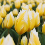 🌷 Dutch Tulip Mix – IDEE CADEAU! Boîte de Luxe Grande, 90 Bulbes pour 2,5 m² de Fleurs Hollandaises – Taille 12+ - GREEN OASIS - SHOP