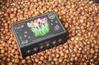 🌷 Dutch Tulip Mix – IDEE CADEAU! Boîte de Luxe Grande, 90 Bulbes pour 2,5 m² de Fleurs Hollandaises – Taille 12+ - GREEN OASIS - SHOP