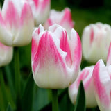🌷 Dutch Tulip Mix – IDEE CADEAU! Boîte de Luxe Grande, 90 Bulbes pour 2,5 m² de Fleurs Hollandaises – Taille 12+ - GREEN OASIS - SHOP