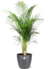 Dypsis Lutescens (Areca) - Ø24cm - ↕110cm + Pot Bruxelles D25x23cm - Couleur anthracite - GREEN OASIS - SHOP