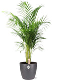 Dypsis Lutescens (Areca) - Ø24cm - ↕110cm + Pot Bruxelles D25x23cm - Couleur anthracite - GREEN OASIS - SHOP