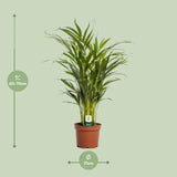 Dypsis Lutescens - Ø17cm - ↕65cm Everspring