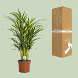 Dypsis Lutescens - Ø17cm - ↕65cm Everspring