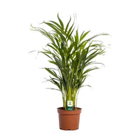 Dypsis Lutescens - Ø17cm - ↕65cm Everspring